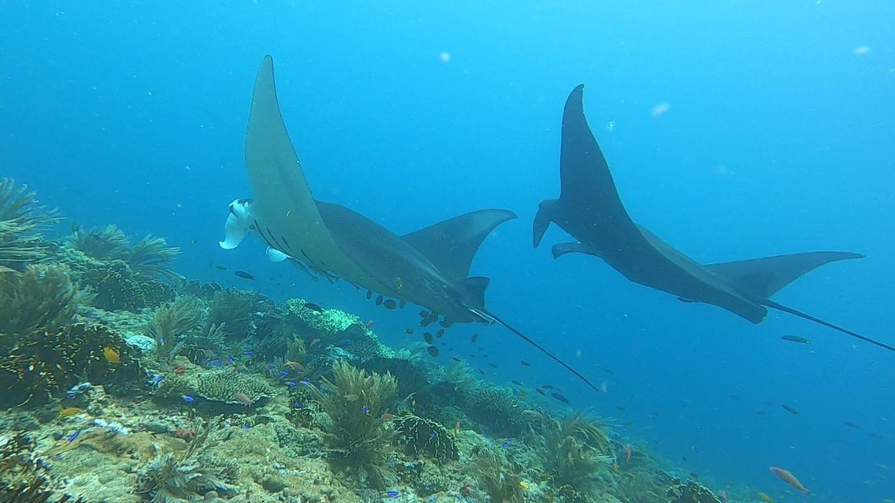 Tabari Dive Lodge Pulau Mansuar Eksteriør bilde