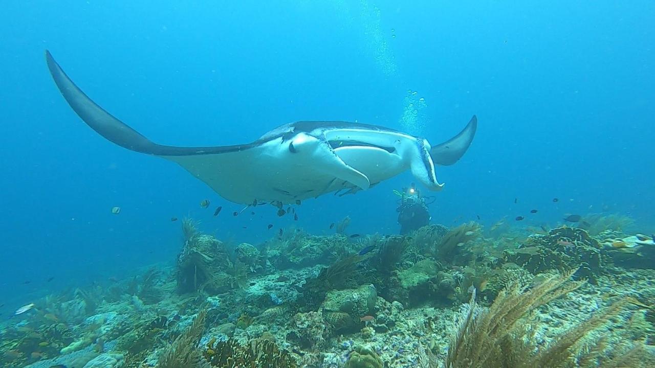 Tabari Dive Lodge Pulau Mansuar Eksteriør bilde