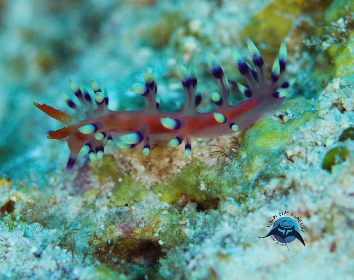 Tabari Dive Lodge Pulau Mansuar Eksteriør bilde