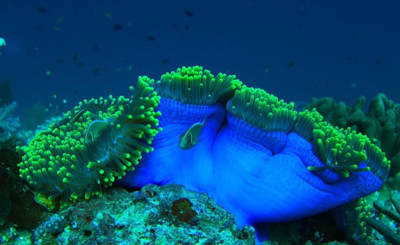 Tabari Dive Lodge Pulau Mansuar Eksteriør bilde