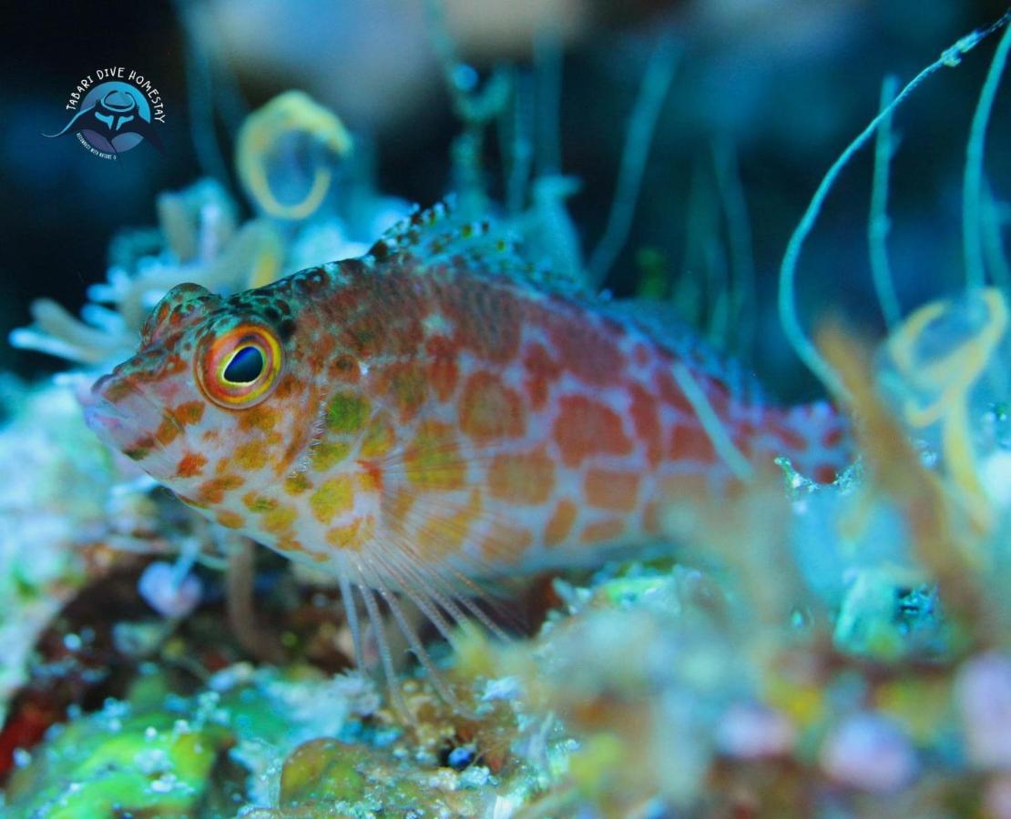 Tabari Dive Lodge Pulau Mansuar Eksteriør bilde