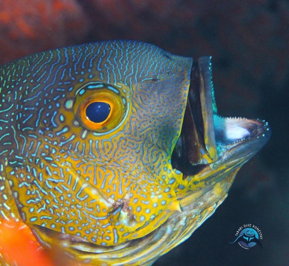 Tabari Dive Lodge Pulau Mansuar Eksteriør bilde