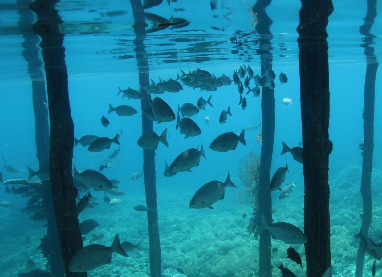 Tabari Dive Lodge Pulau Mansuar Eksteriør bilde