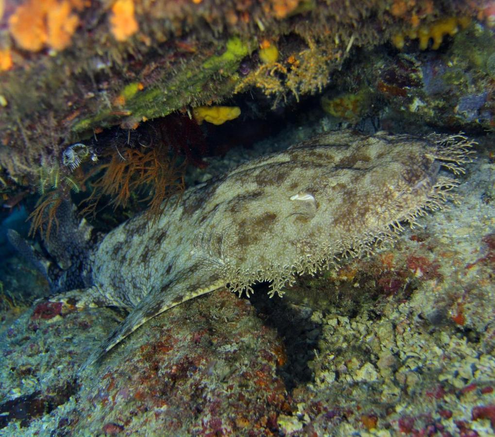 Tabari Dive Lodge Pulau Mansuar Eksteriør bilde