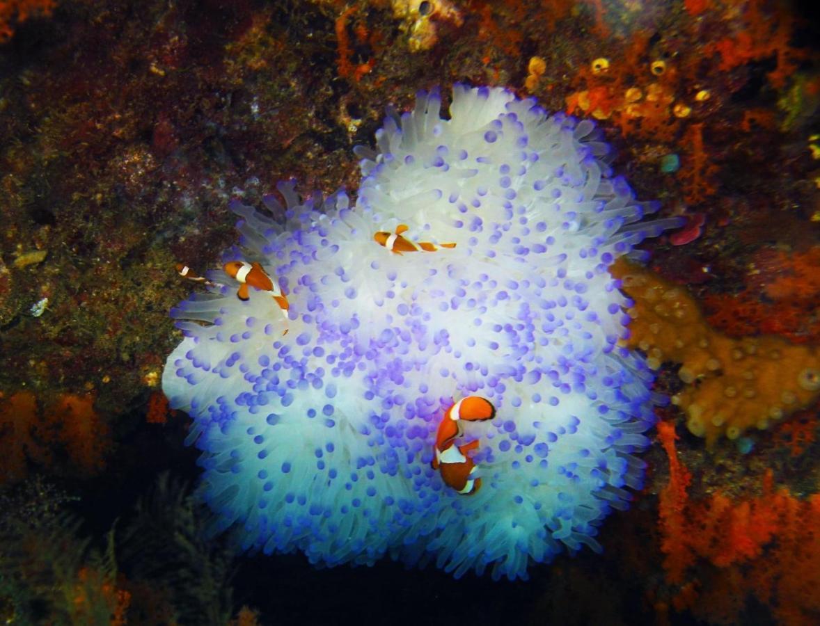 Tabari Dive Lodge Pulau Mansuar Eksteriør bilde