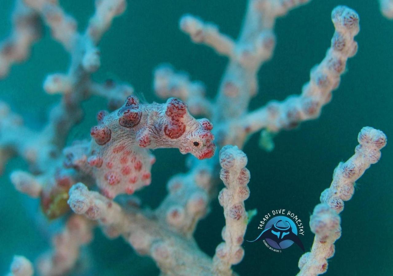 Tabari Dive Lodge Pulau Mansuar Eksteriør bilde