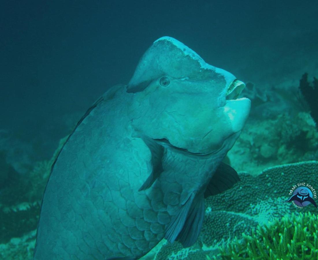 Tabari Dive Lodge Pulau Mansuar Eksteriør bilde