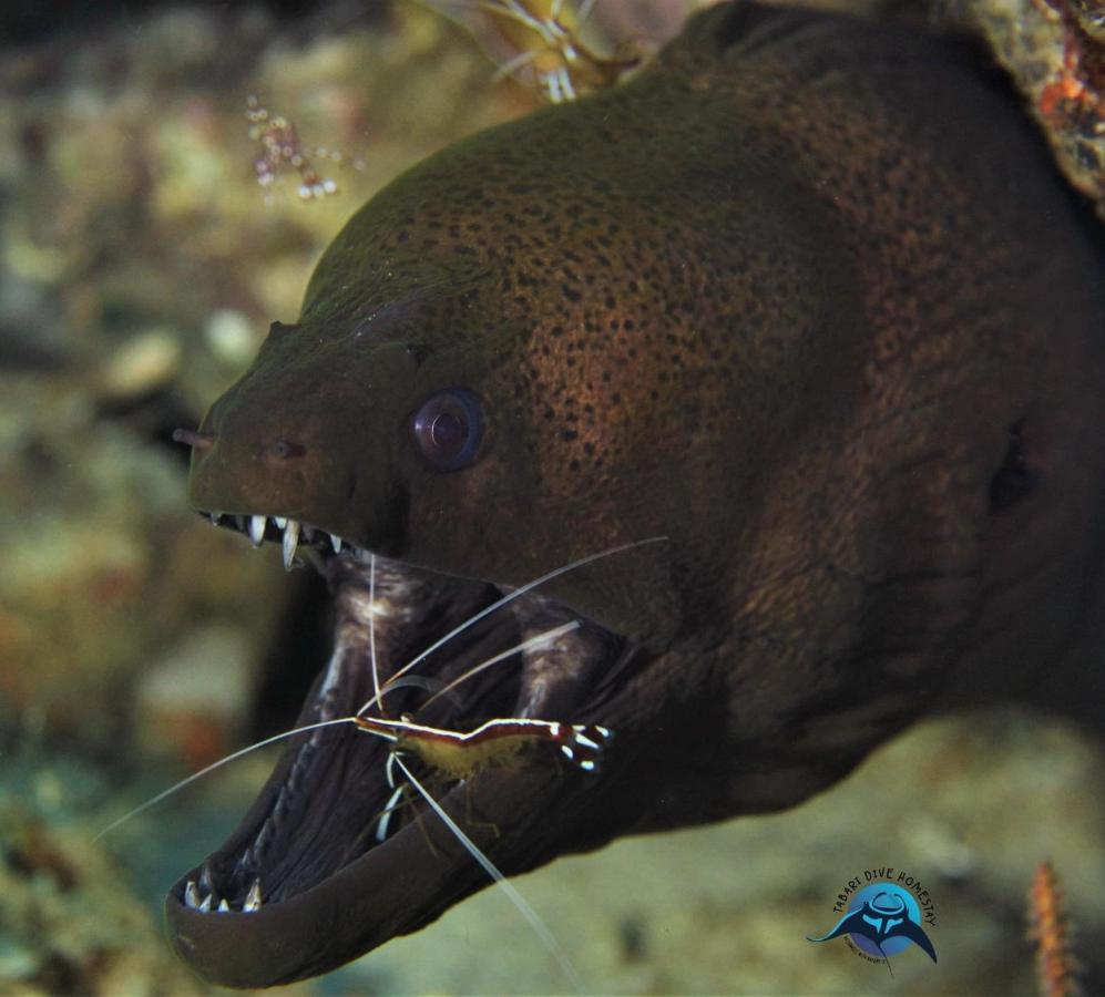 Tabari Dive Lodge Pulau Mansuar Eksteriør bilde