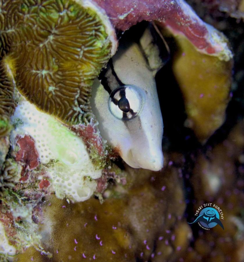Tabari Dive Lodge Pulau Mansuar Eksteriør bilde