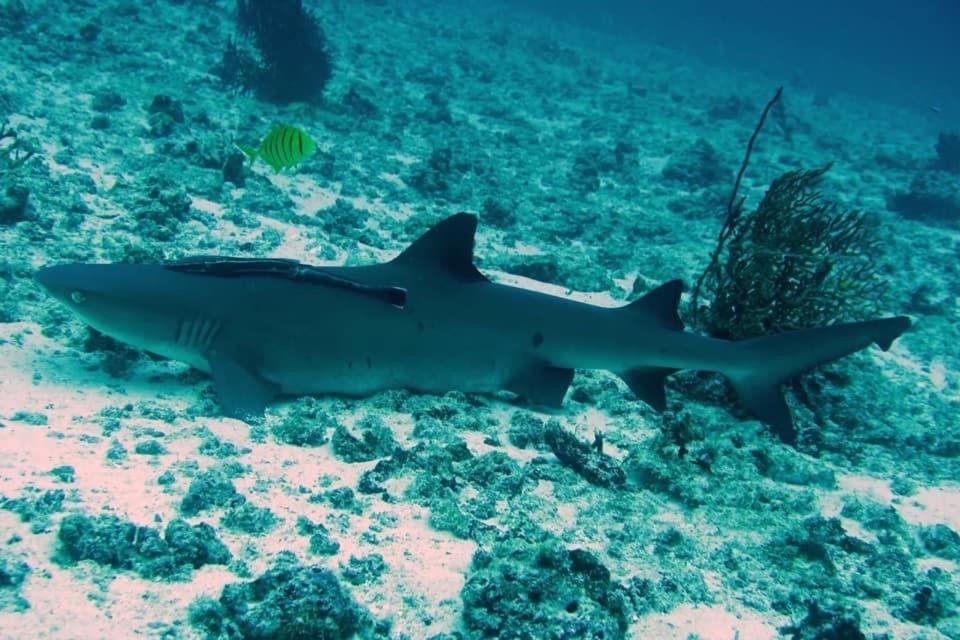 Tabari Dive Lodge Pulau Mansuar Eksteriør bilde