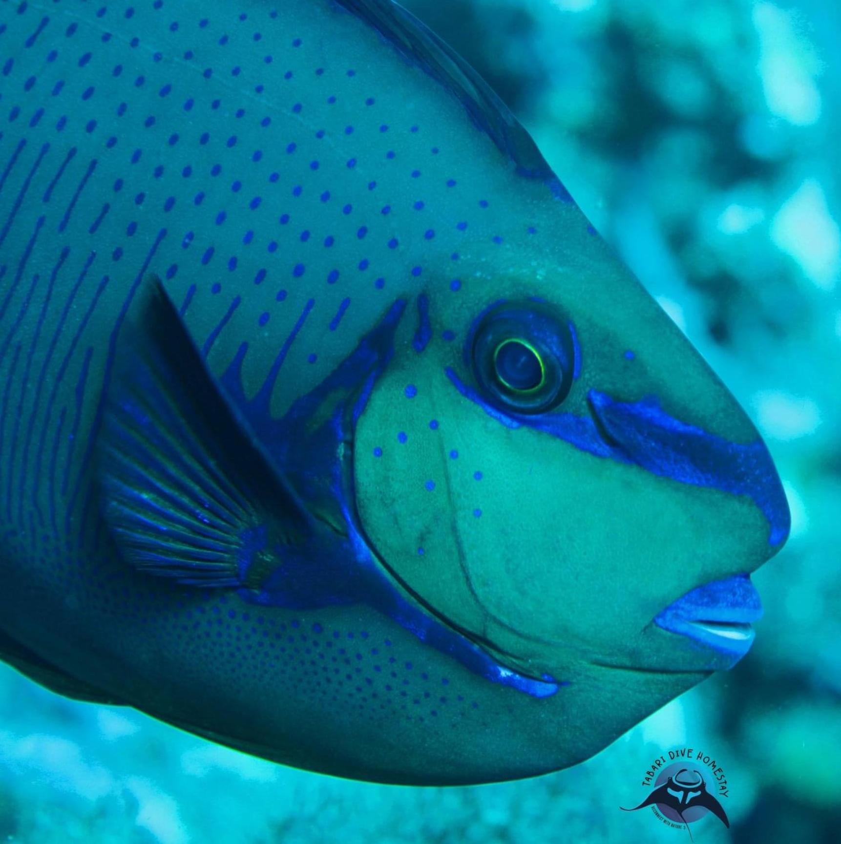 Tabari Dive Lodge Pulau Mansuar Eksteriør bilde