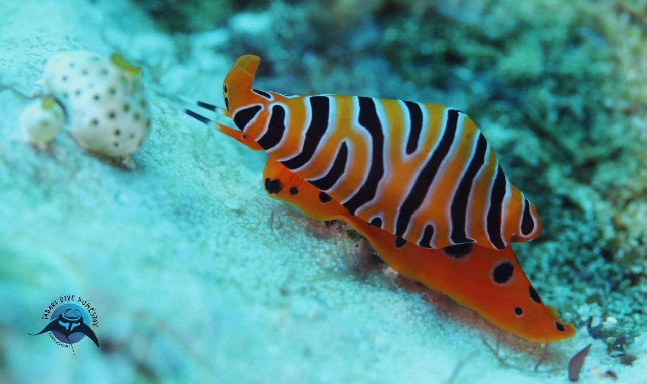 Tabari Dive Lodge Pulau Mansuar Eksteriør bilde