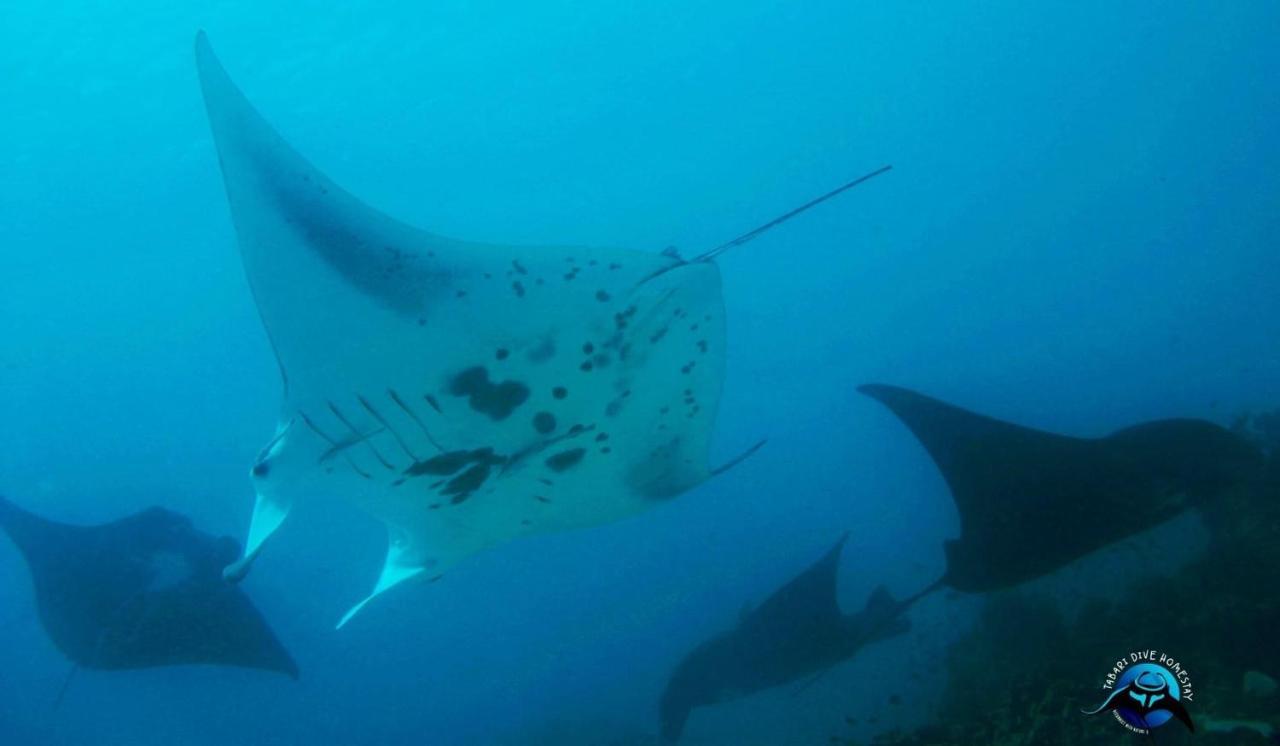 Tabari Dive Lodge Pulau Mansuar Eksteriør bilde