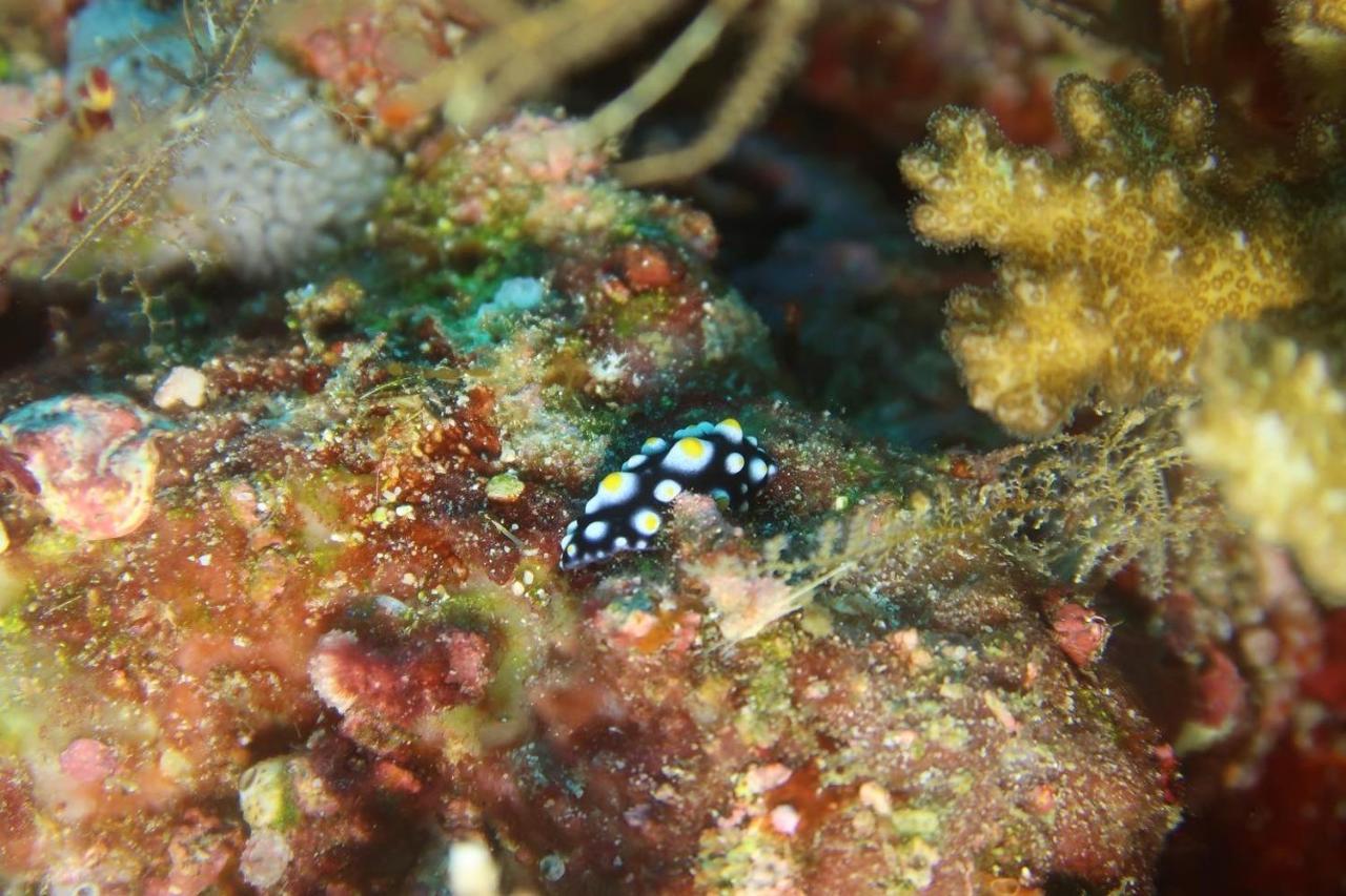 Tabari Dive Lodge Pulau Mansuar Eksteriør bilde